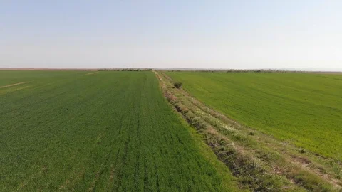 Drone 4k video of green field in nature on windy day Stock Footage 106700623