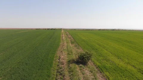 Drone 4k video of green field in nature on windy day Stock Footage 106700624