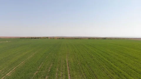 Drone 4k video of green field in nature on windy day Stock Footage 106700699