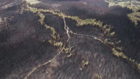 Drone 4K Video of natural damage caused by climate changes. Stock Footage 159602004