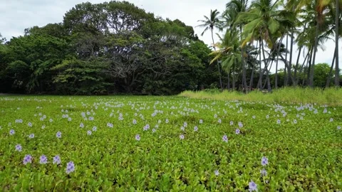 Drone 50 Stock Footage 242538697