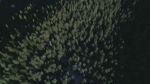 Drone above a Coniferous Forest Stock Footage 103256427