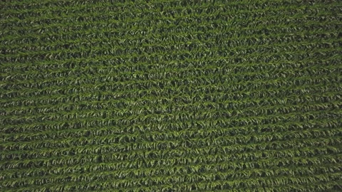 Drone above corn field, slowly moves higher Stockbeeldmateriaal 134491946