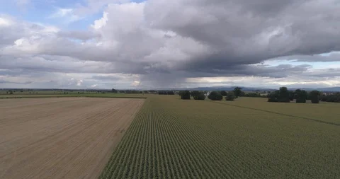 Drone above a cornfield Stock Footage 125996615