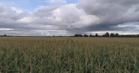 Drone above a cornfield Stock Footage 125997174