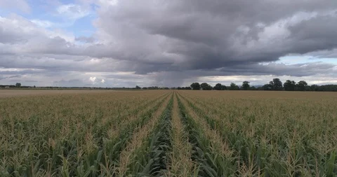 Drone above a cornfield Stockbeeldmateriaal 125997194