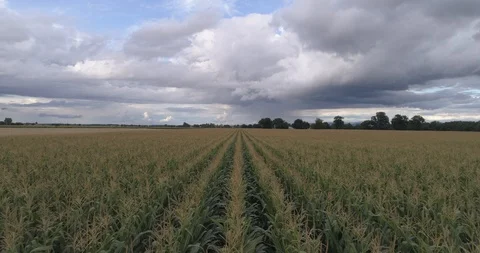 Drone above a cornfield Stock Footage 125997228