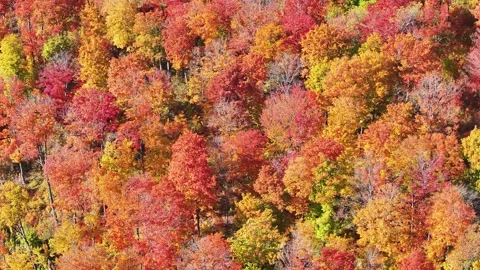 Drone Above Endless Autumn Leaf's Blowing in Wind - Drone Stock Footage 315265049