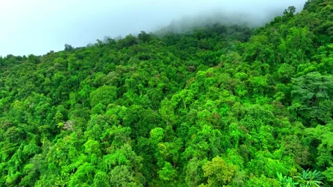 Drone above the forest and mist. Stock Footage 250150203