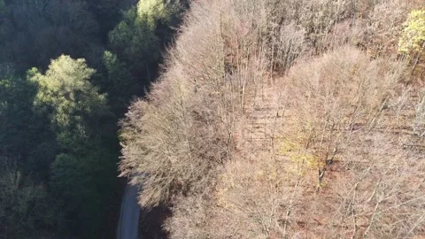 A drone above the forest in autumn Stock Footage 223849997