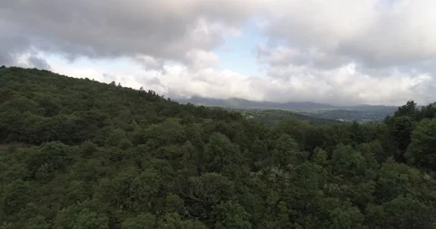 Drone above a forest 動画素材 131512255