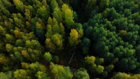 Drone above the pine forest 動画素材 230267323