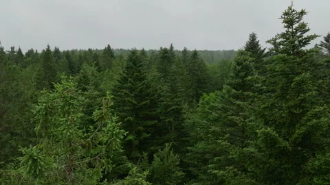 Drone advancing over conifers Stock Footage 270073814