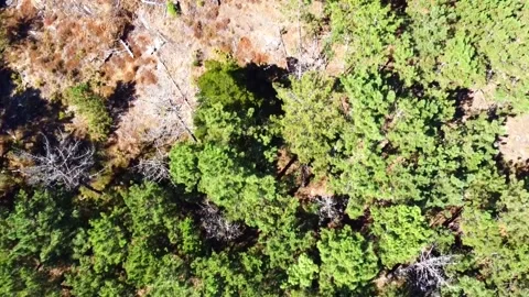 Drone advancing over a field of eucalyptus Stock Footage 136334665