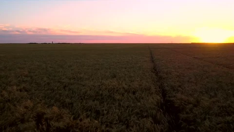 Drone Aerial: Backwards over wheat field red sunset sunrise Video stock 138228696