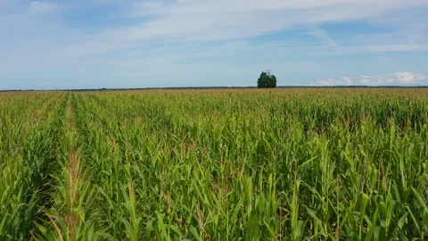 Drone Aerial Bird View Flying Low Over Cornfield 4K Stock Footage 112392135