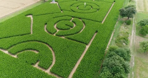 Drone aerial corn maze crown shape Stock Footage 90478124