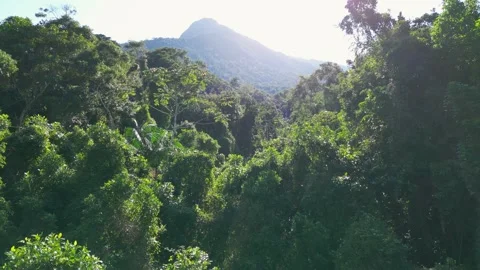 Drone Aerial of Dense Forest with Waterfall and Mountain Peak in Background – Il Vídeos de archivo 334617724