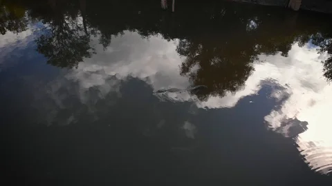 Drone aerial epic view of murky black swamp as massive alligator glides Stock Footage 100455989