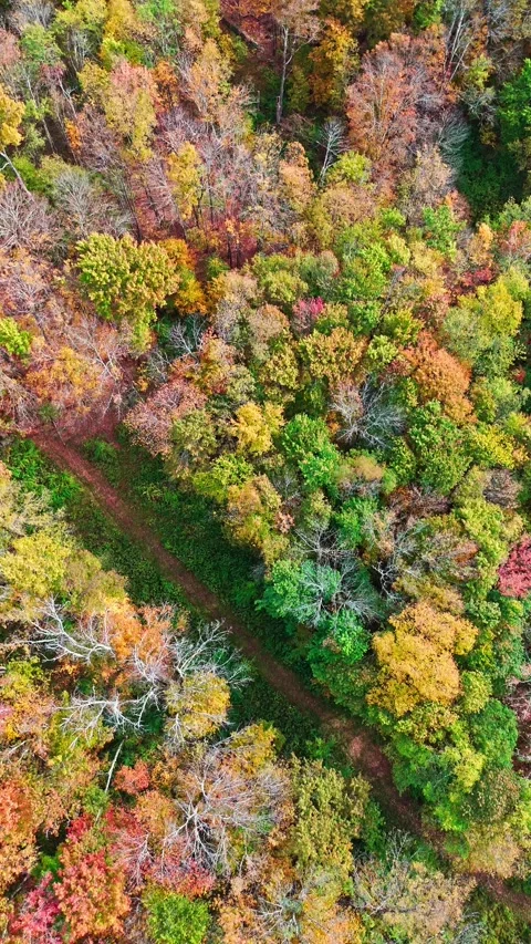 Drone aerial with fall foliage, trees, and natural habitat. Vertical view Stock Footage 322145272