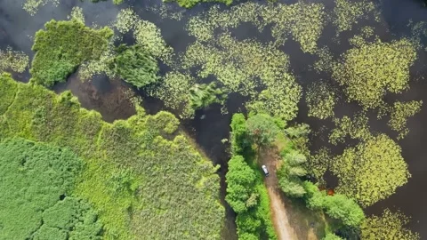 Drone aerial flight over forest road, islands and swamp. Skies reflection Stock Footage 170136725