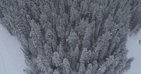 Drone aerial flight over a snow covered forest Stock Footage 102978652
