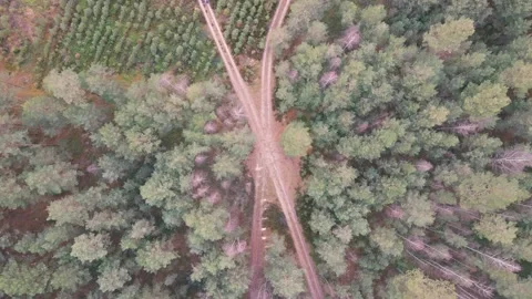 Drone aerial flight over x shaped forest road. Stock Footage 170138675