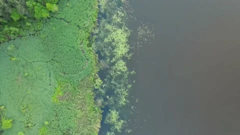 Drone aerial flight top view over the coast and swamp Stockbeeldmateriaal 170128665