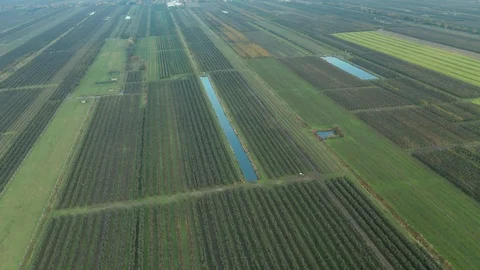 Drone aerial flight with view of apple plantations in northern Germany Stock Footage 119588824
