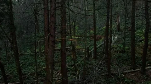Drone Aerial Float Through Dark Forest Slow-Motion Stock Footage 143013016