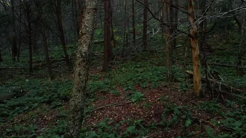Drone Aerial Fly Through Dark Forest Sunlight Breaks Through Trees Stock Footage 143012744