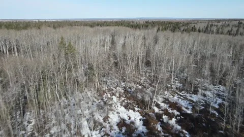 Drone aerial flying above leafless aspen trees towards green evergreen trees Stock Footage 306701410