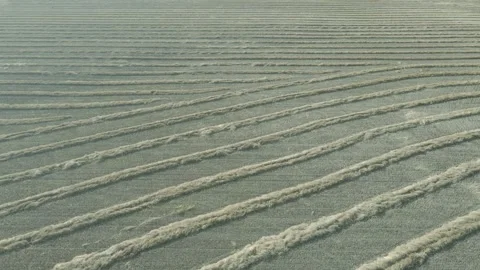 Drone aerial flying over a partially harvested canola field with the crops in Stock Footage 312945433