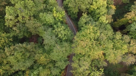 Drone aerial footage looking down following curvy road path through green forest Stock Footage 258600029