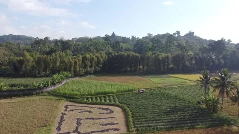 Drone aerial footage of peanut fields &amp; temple Stock Footage 233682171