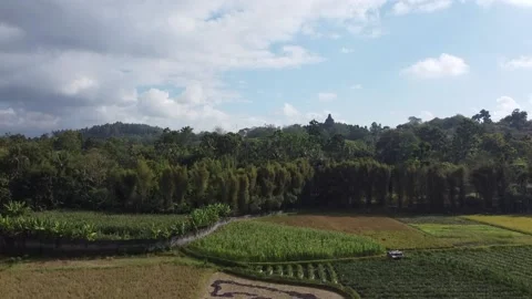 Drone aerial footage of peanut fields &amp; temple Stock Footage 233682846