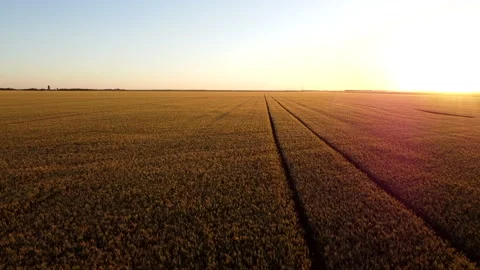 Drone Aerial: High Flight over Wheat grain field at sunset sunrise Video stock 137744722