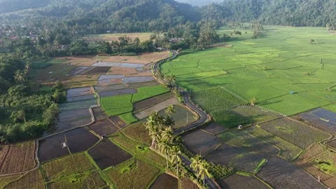 Drone Aerial Landscape View of Beautiful Green Rice Fields Valley and Hills Stock Footage 346008441