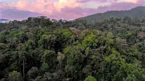 Drone aerial landscape view of epic tropical jungle forest at dusk. Video stock 154355956