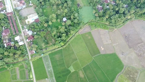 Drone Aerial Landscape View of Winding Village Road Splitting Green Rice Fields Stock Footage 346444779