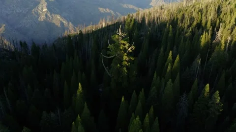 Drone aerial of large sequoia tree near Sequoia and Kings Canyons National Stock Footage 336814850