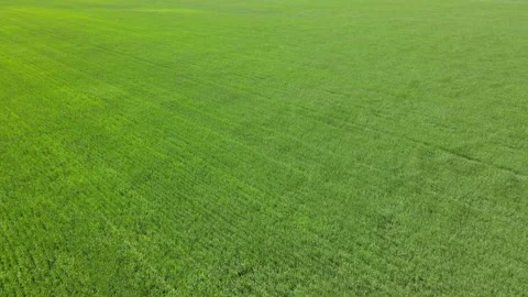 Drone aerial looking down onto a bright green wheat field blowing in a strong Stock Footage 306592986