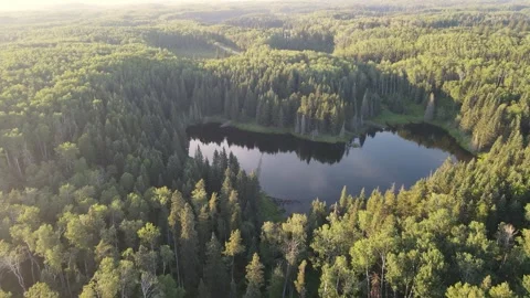 Drone aerial looking down into a vast forest of pine and spruce lit by the Stock Footage 312945332