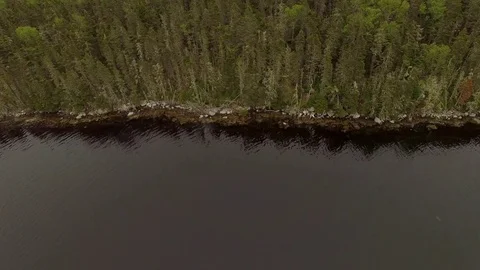 Drone aerial looking straight down on wilderness evergreen forest trees Stock Footage 84536379