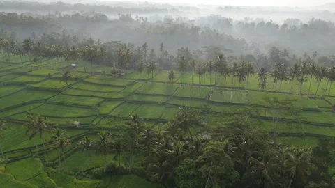 Drone aerial of lush green rice fields with morning mist in Bali, Indonesia Stock Footage 339640341