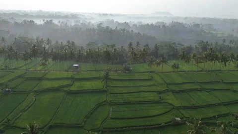 Drone aerial moving sideway over lush tropical rice fields Stock Footage 339845274