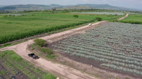 Drone aerial over agave fields and cropland beside a dirt road with cars Video stock 327629547