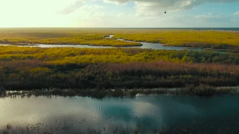 Drone Aerial Over Dense Forest with Calm River Streams Stock Footage 314694713