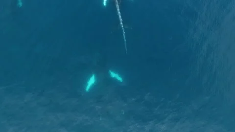 Drone aerial over group of humpback whales in Colombia Stock Footage 131055072