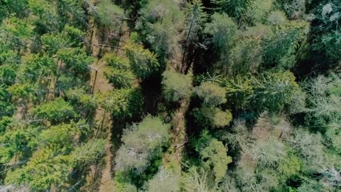 Drone Aerial Over Some Dead Fir Trees Vídeo Stock 168817677